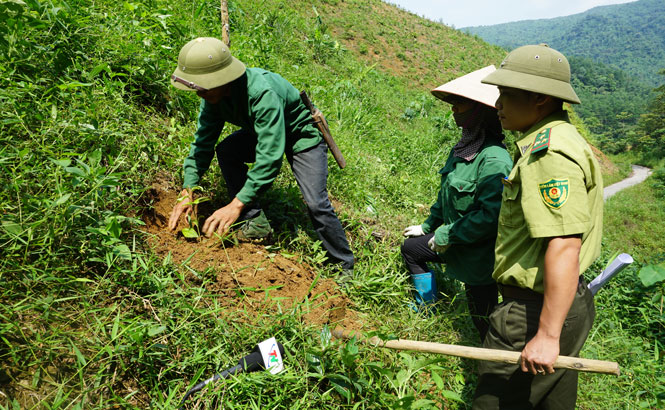  Cán bộ Hạt Kiểm lâm huyện Định Hóa hướng dẫn người dân xã Lam Vỹ kỹ thuật trồng quế.