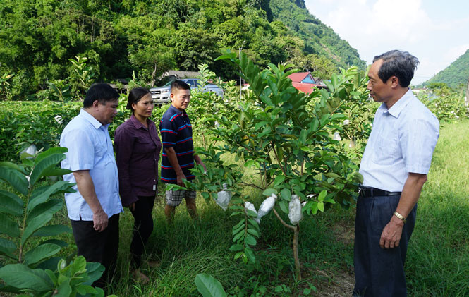 Từ năm 2017, gia đình chị La Thị Minh, ở xóm Mỏ Gà, xã Phú Thượng (Võ Nhai) bắt đầu chuyển đổi 8 sào đất lúa kém hiệu quả sang trồng các loại cây như ổi, nhãn.