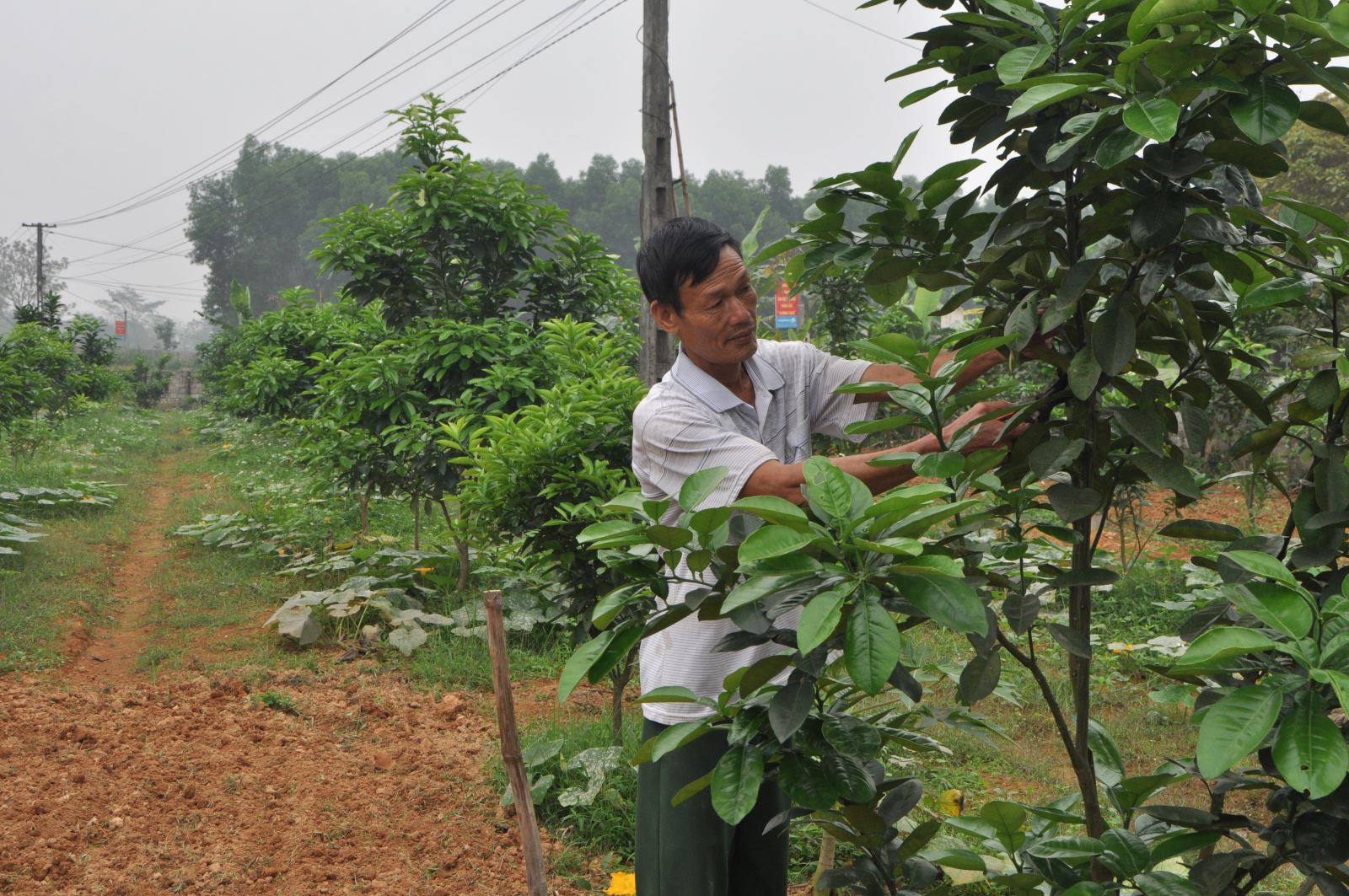  Ông Dương Minh Tường, Bí thư Chi bộ xóm Tân Sơn, xã Vinh Sơn (T.P Sông Công).