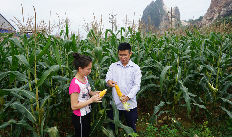   Người dân xóm Trung Sơn, xã Quang Sơn (Đồng Hỷ) kiểm tra chất lượng bắp ngô biến đổi gen NK4300 Bt/GT.