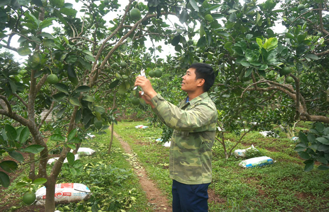  Đảng viên trẻ Nguyễn Văn Lợi, xã Lương Phú là một trong những thanh niên điển hình trong phát triển kinh tế với mô hình trồng cây ăn quả.