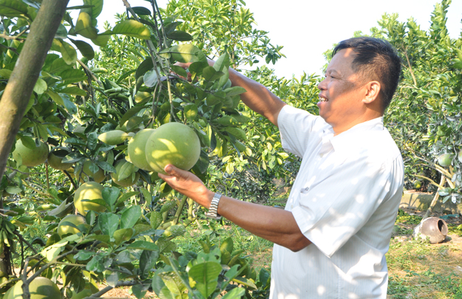  Cây bưởi diễn ở xã Tân Quang.