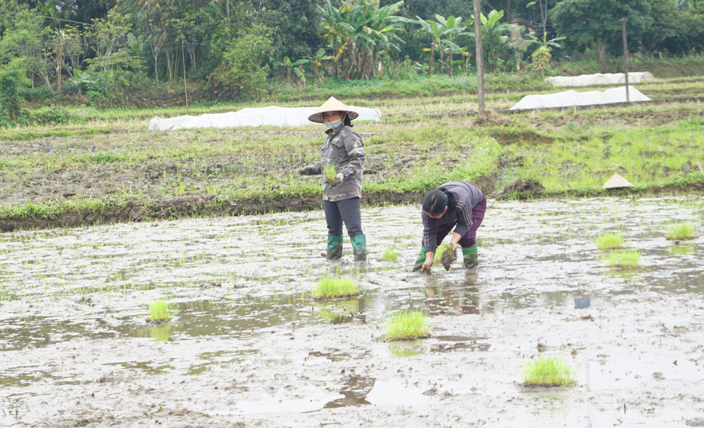  Người dân thị trấn Đu (Phú Lương) gieo cấy giống lúa J02 trong vụ Xuân năm nay.