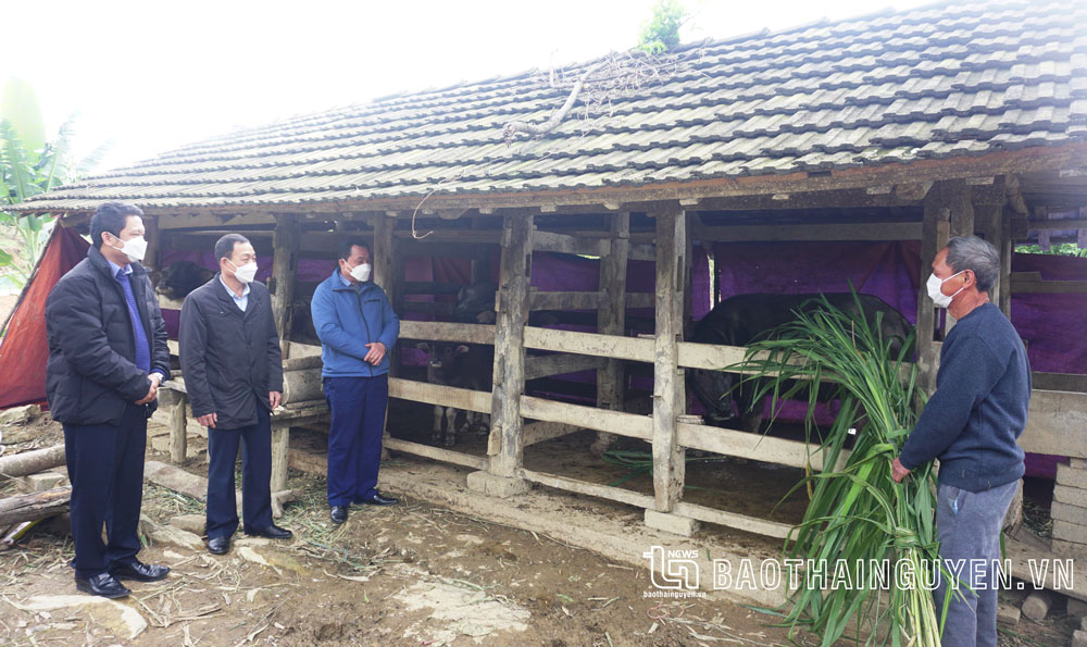  Gia đình ông Dương Văn Khư, ở xóm Chòi Hồng, xã Tràng Xá (Võ Nhai), nuôi nhốt trâu trong chuồng và dự trữ đầy đủ thức ăn chăn nuôi trong những ngày rét hại.