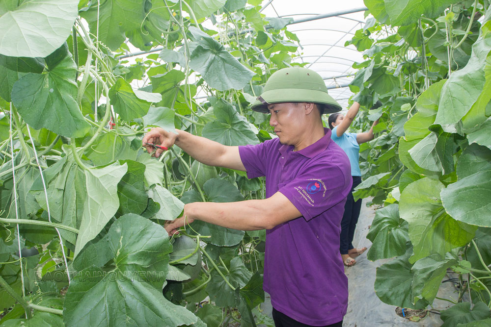  Vợ chồng anh Nguyễn Văn Tuấn chăm sóc vườn dưa trồng trong nhà lưới của gia đình.