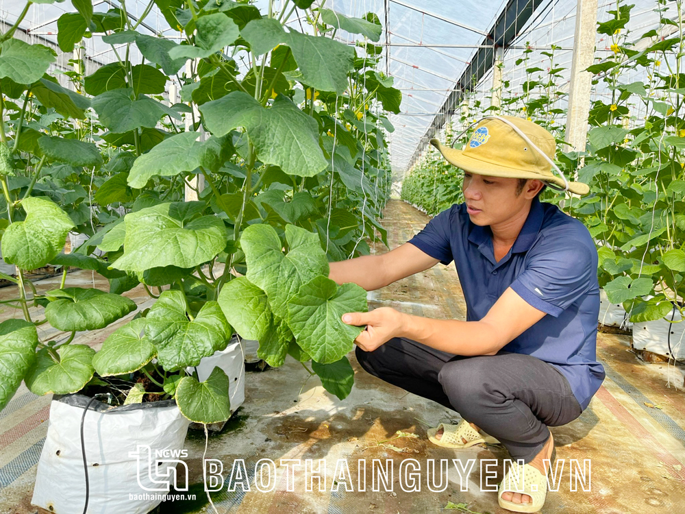  Trung bình mỗi năm, mô hình của anh Nguyễn Văn Hiếu cho thu hoạch khoảng 13 tấn dưa các loại.
