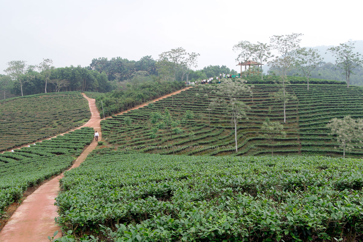  Làng nghề chè truyền thống xóm Phú Ninh, xã Phú Đình là một trong những địa điểm được huyện Định Hóa lựa chọn để phát triển du lịch cộng đồng (ảnh chụp trước ngày 27/4/2021).