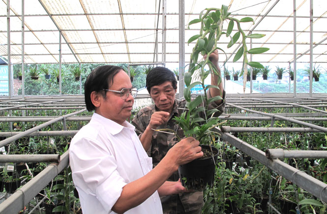  Tiến sĩ Vũ Văn Thông (bên trái), Trường Đại học Nông lâm Thái Nguyên kiểm tra việc bảo tồn các loại lan rừng trên địa bàn tỉnh