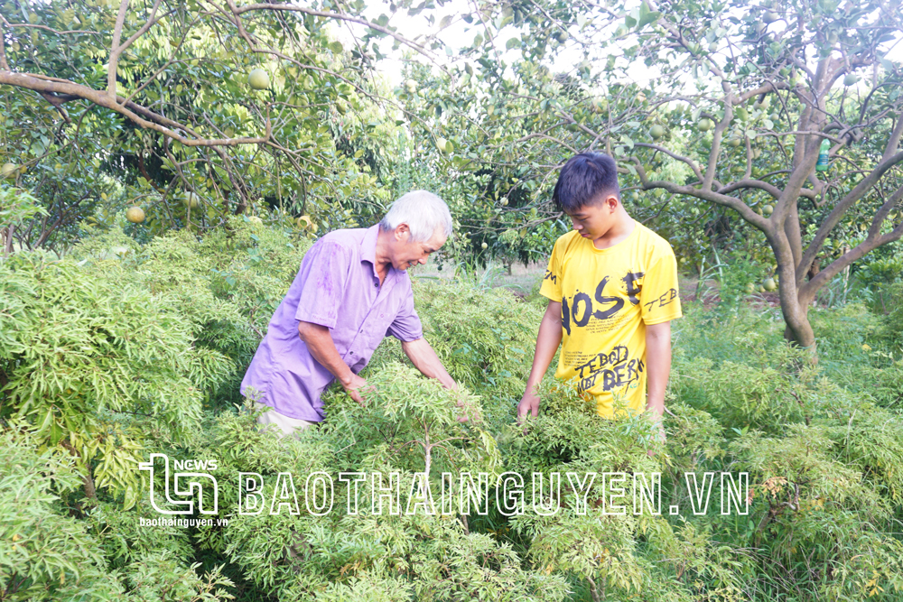 HTX dịch vụ Hoa Trung, ở phường Bắc Sơn (TP. Phổ Yên), hiện có 10ha nguyên liệu để sản xuất, chế biến cao đinh lăng, trà đinh lăng.