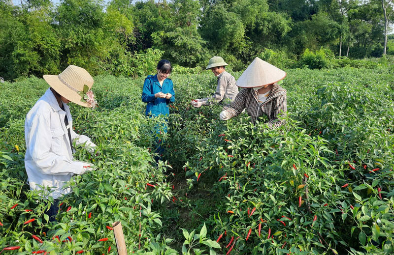  Chị Dương Thùy Lương (người thứ 2 từ trái sang), Chủ tịch Hội đồng quản trị, Giám đốc Hợp tác xã Nông sản sạch La Hiên (Võ Nhai) trao đổi về kỹ thuật trồng ớt với bà con.