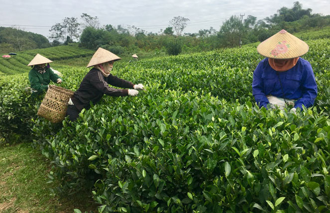 .Nông dân xóm 9, thị trấn Sông Cầu (Đồng Hỷ) thu hái chè vụ xuân để cung ứng cho HTX Chè Thịnh An.