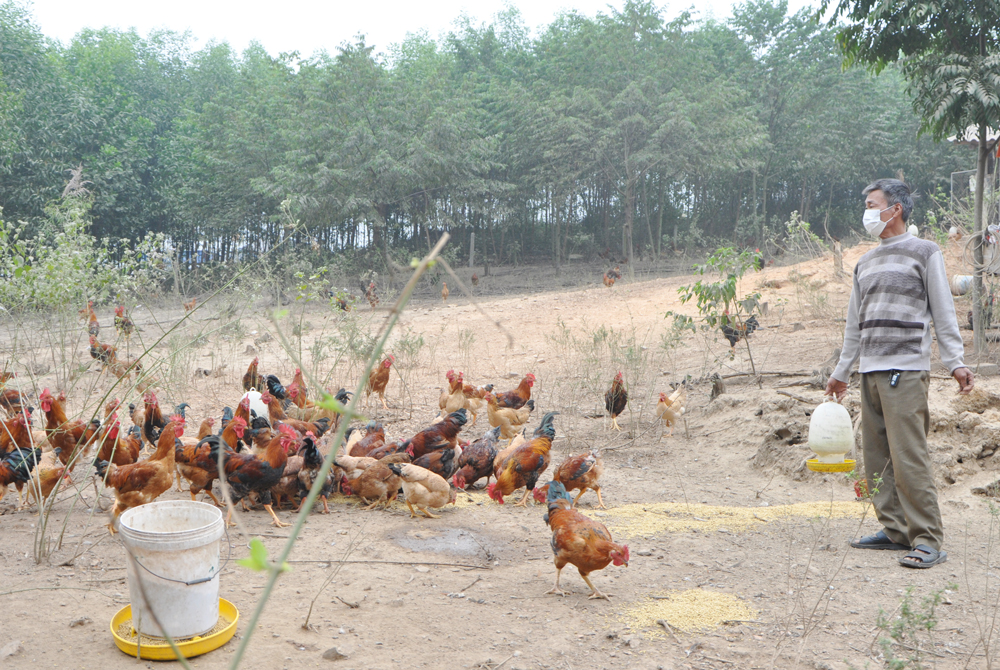  Ông Nguyễn Bá Phi, xóm Non Tranh, xã Tân Thành chăm sóc đàn gà của gia đình.