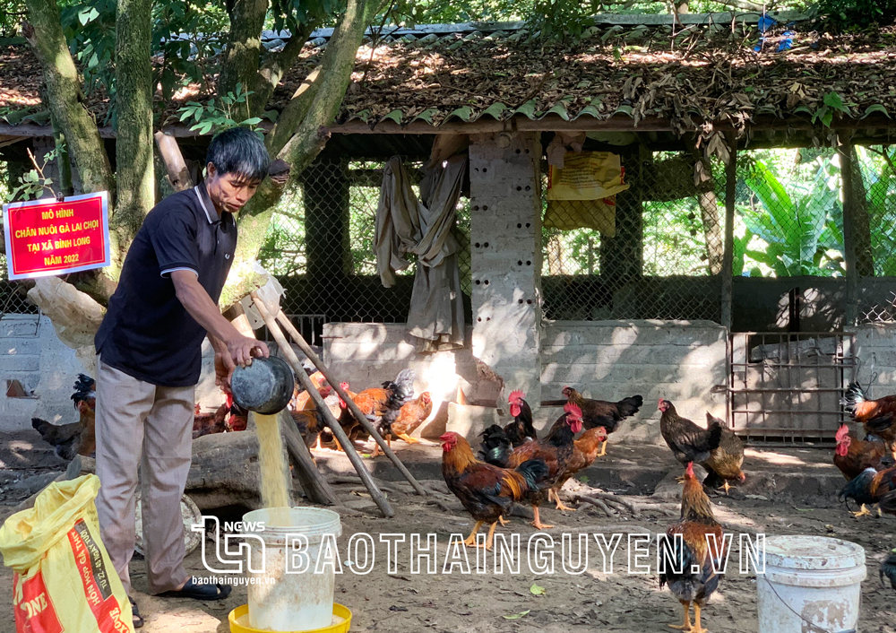  Giống gà lai chọi trong mô hình cho năng suất vượt trội so với các giống gà khác đã từng được nông dân triển khai nuôi tại 2 xã Bình Long và Phương Giao.