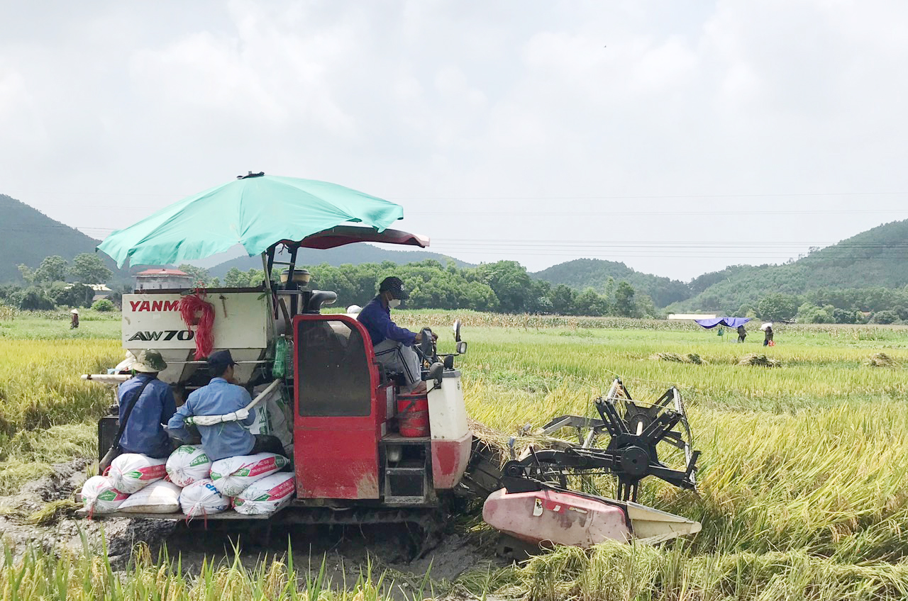 Nông dân xóm Cầu Đá, xã Tân Lợi (Đồng Hỷ) sử dụng máy gặt đập thu hoạch lúa xuân.