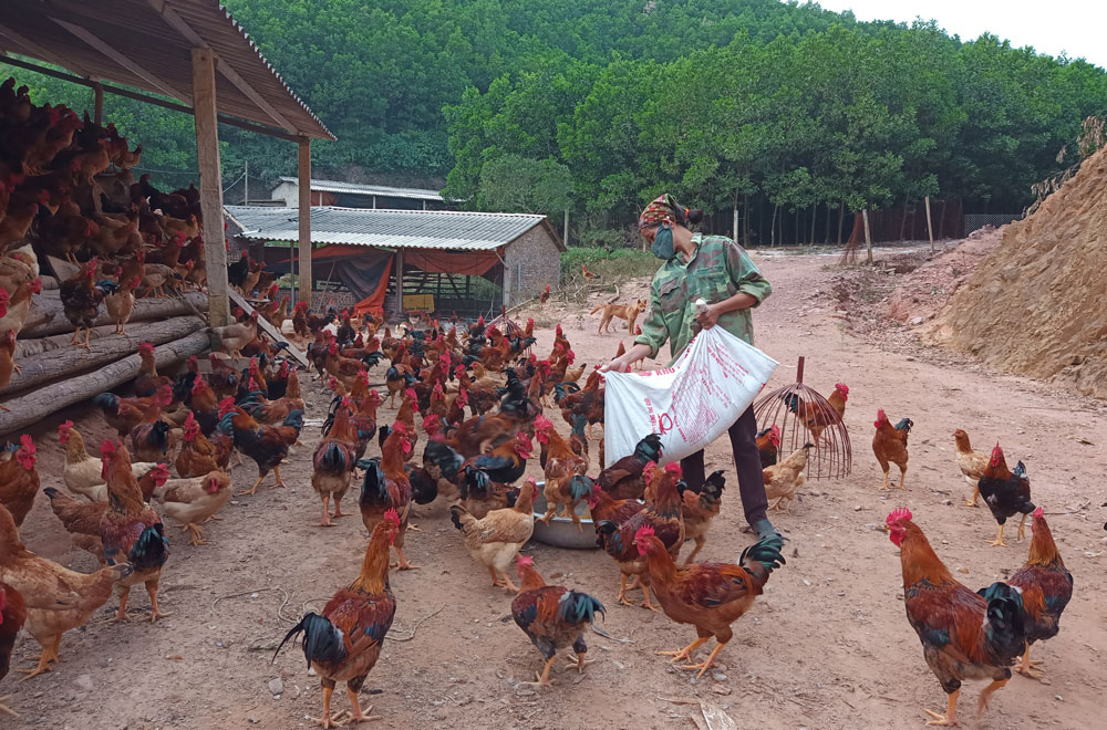  Người dân xã Tân Lợi chăn nuôi gà thả đồi mang lại nguồn thu nhập khá.