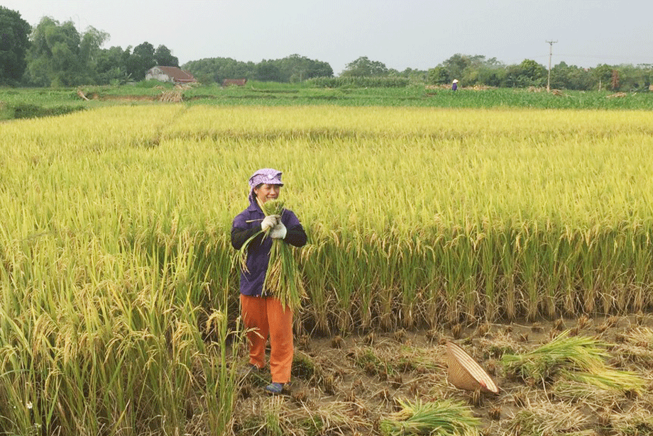 Bà con xóm Núi, xã Xuân Phương (Phú Bình) thu hoạch lúa mùa sớm.