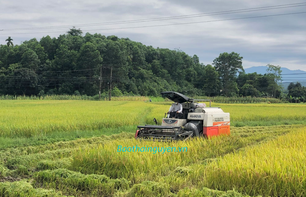  Bà con nông dân ở thị trấn Đu, huyện Phú Lương đang thu hoạch lúa xuân.