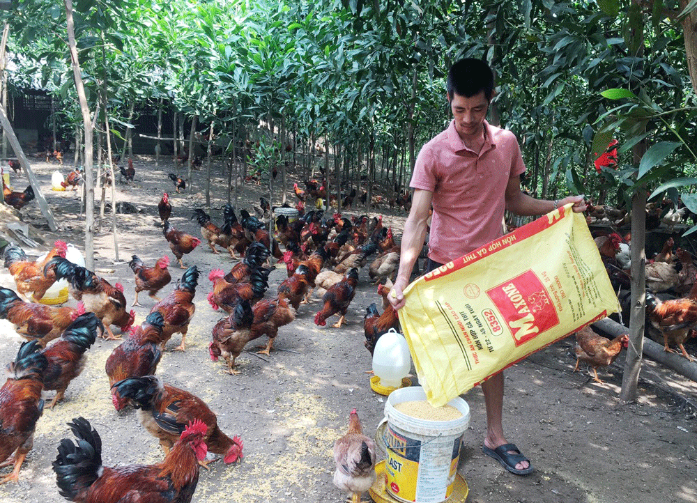 Đợt này, anh Vũ Đăng Công, ở xóm Na Ri, xã Tân Khánh (Phú Bình) sẽ tiêm phòng vắc-xin cho toàn bộ đàn gà của gia đình.