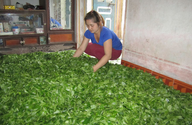  Người dân xóm Hồng Thái (xã Tân Cương, T.P Thái Nguyên) thu hái chè.