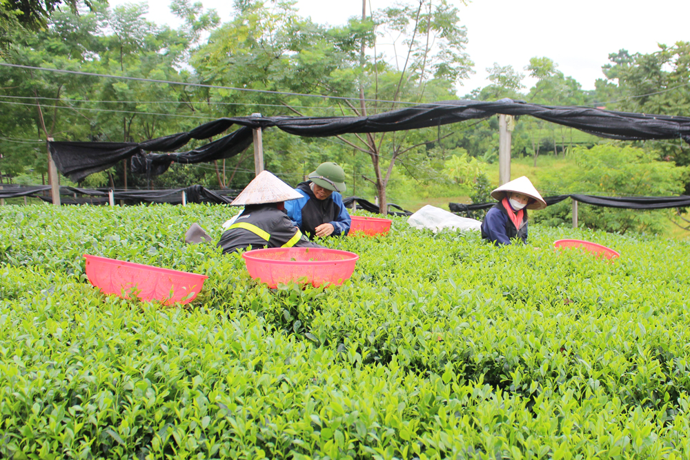 TP. Thái Nguyên sẽ xây dựng và nhân rộng các mô hình sản xuất cho giá trị kinh tế cao nhằm giúp hộ nghèo nâng cao thu nhập. Trong ảnh: Mô hình sản xuất chè theo hướng hữu cơ, đang được triển khai tại xã Tân Cương, bước đầu cho hiệu quả tốt.