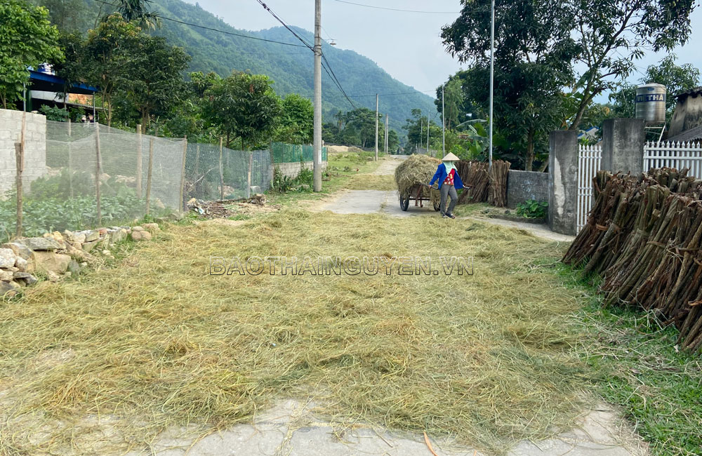  Cứ mùa thu hoạch lúa, nhiều đoạn đường thuộc xã Vạn Thọ lại bị người dân chiếm dụng để phơi rơm, rạ.