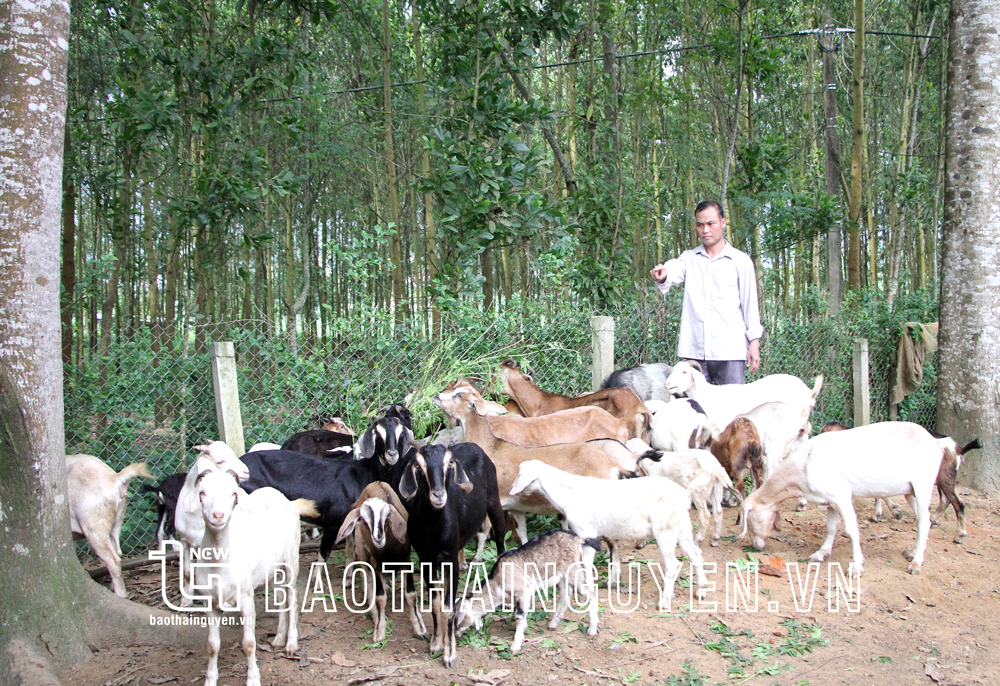  Anh Phan Văn Cẩn, xóm Đồng Bản, xã Bình Long (Võ Nhai) kiểm tra đàn dê của gia đình sau khi chăn thả về.