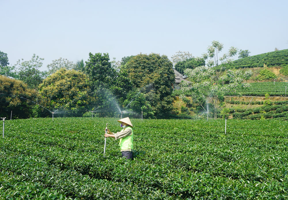 Người dân xóm Phú Nam, xã Phú Đô (Phú Lương) sử dụng hệ thống tưới tiết kiệm trên cây chè, góp phần giảm chi phí sản xuất và công lao động.