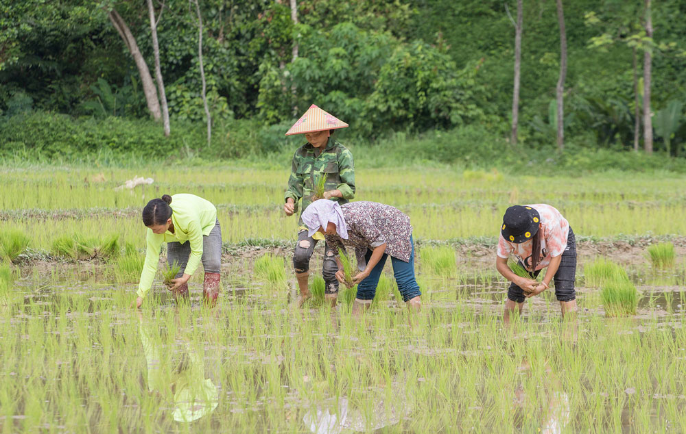  Đầu tháng 8-2021, huyện Võ Nhai hoàn thành gieo trồng xong các cây trồng vụ mùa. Trong ảnh: Bà con nông dân xóm Làng Giai, xã La Hiên xuống đồng cấy lúa vụ mùa.