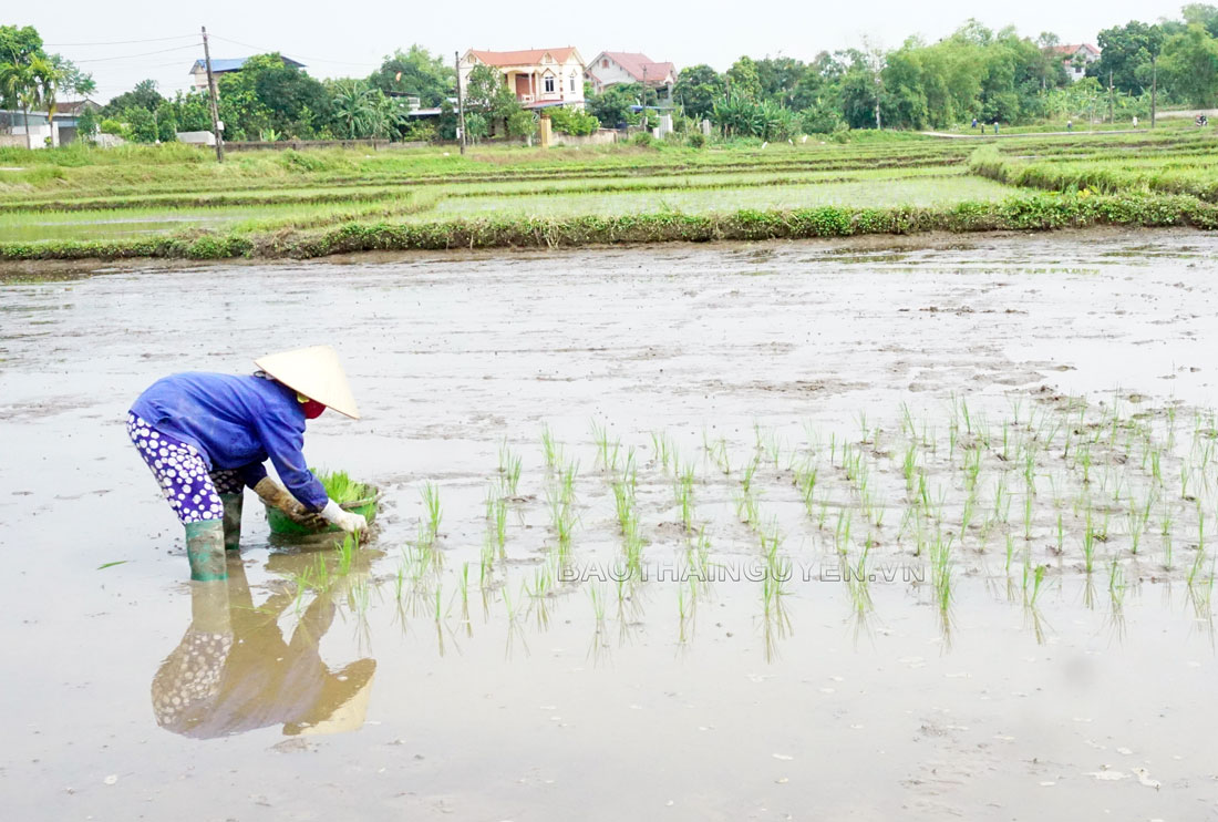  Người dân xã Hồng Tiến (T.X Phổ Yên) gieo cấy lúa mùa.