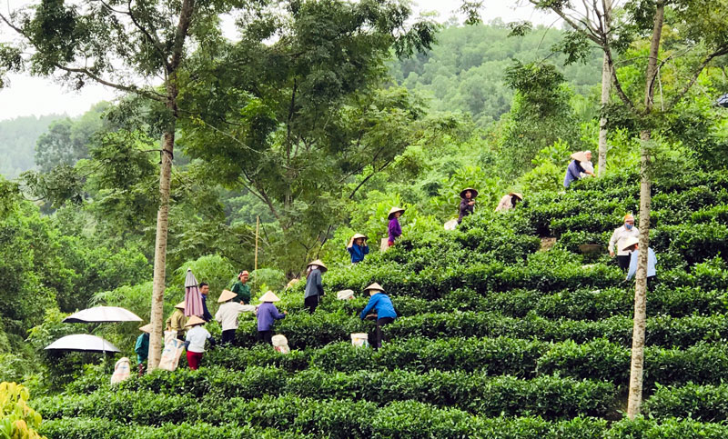  Xã Minh Tiến (Đại Từ) tập trung mạnh vào phát triển cây chè để nâng cao thu nhập người dân.  