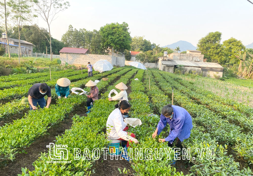  Người dân xóm Phố Hích, xã Hòa Bình chuyển đổi sang trồng và chăm sóc chè theo quy trình VietGAP để nâng cao chất lượng sản phẩm và hiệu quả kinh tế.