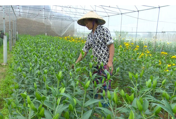  Đầu tư hệ thống nhà màng đã giúp việc sản xuất của Hợp tác xã rau, củ, quả Dương Thành được chủ động hơn, với nhiều loại cây mầu có giá trị kinh tế cao.