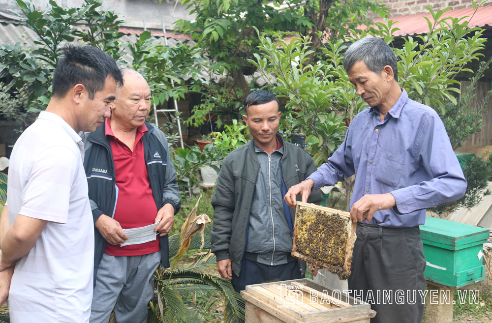  Được đào tạo nghề nuôi ong mật, nhiều gia đình hội viên Hội Làm vườn đã có thêm nghề mới. Ảnh chụp tại gia đình hội viên Phan Văn Lực, xóm Đạt, xã An Khánh (Đại Từ).