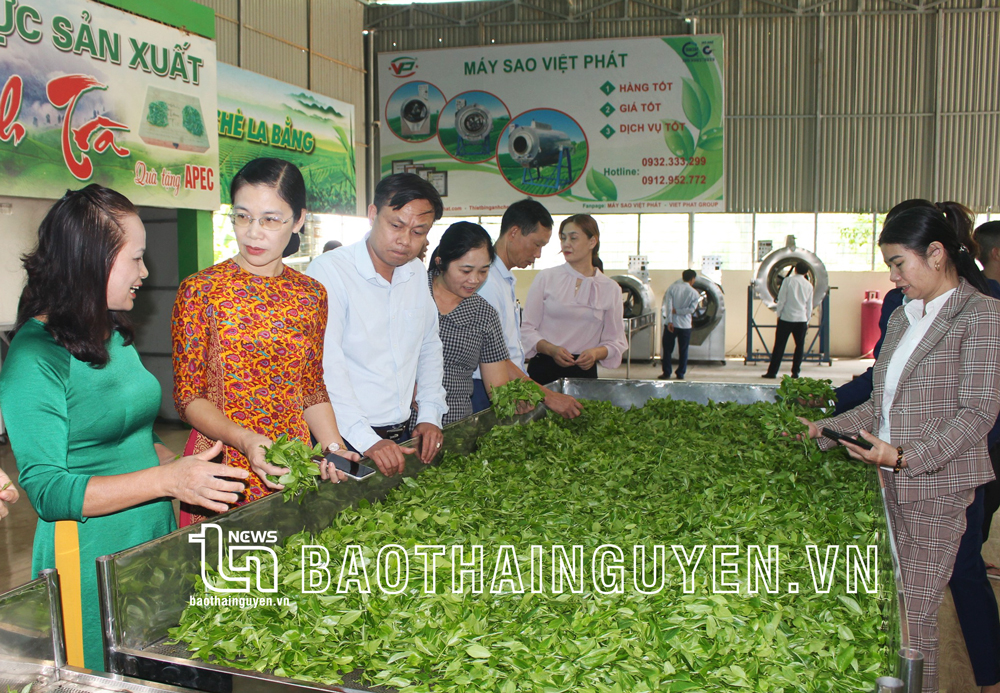  Các đại biểu tham quan mô hình sản xuất chè an toàn tại Hợp tác xã chè La Bằng.