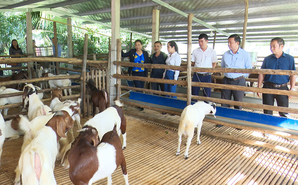  Các đại biểu tham quan mô hình chăn nuôi dê của thành viên HTX nông nghiệp Tân Lợi.