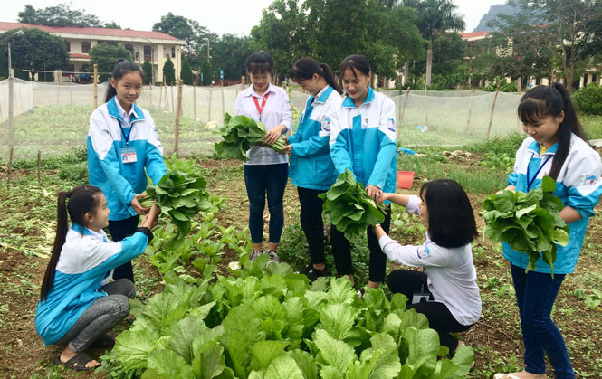  Mô hình trồng rau an toan của Trường THPT Hoàng Quốc Việt (Võ Nhai) góp phần chủ động kiểm soát ATVSTP và nâng cao hiệu quả giáo dục về pháp luật an toàn thực phẩm.