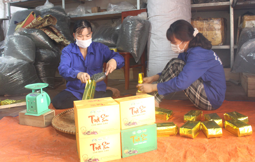  Năm 2021, Hợp tác xã Trà Cao Sơn, xã Bình Sơn (T.P Sông Công) có 2 sản phẩm đạt OCOP 3 sao.