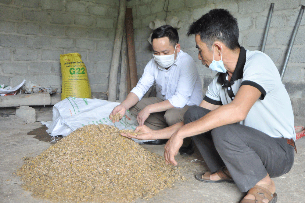  HTX gà đồi hữu cơ Tân Phú (xã Tân Khánh) được thành lập và đi vào hoạt động từ đầu năm 2022. Trong ảnh: Ông Nguyễn Văn Tuyên, Giám đốc HTX chia sẻ cách dùng chế phẩm lên men làm thức ăn cho gà.