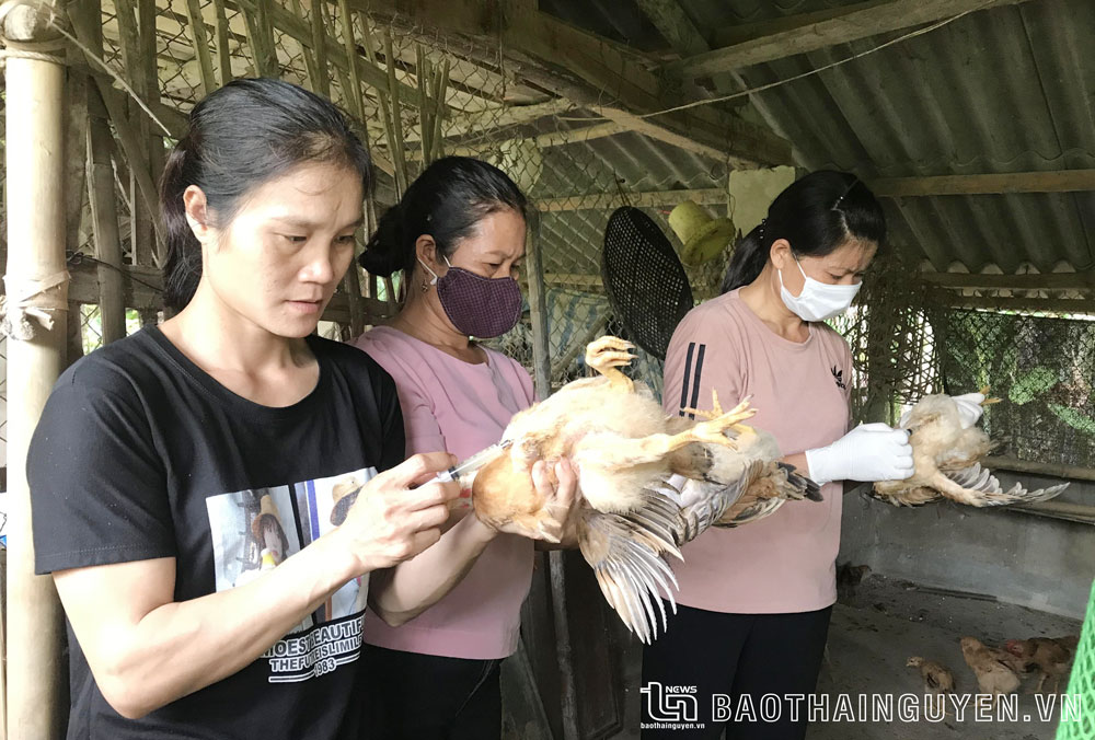  Học viên Trung tâm Giáo dục nghề nghiệp - Giáo dục thường xuyên huyện Định Hóa thực hành tiêm vắc-xin cho gà.