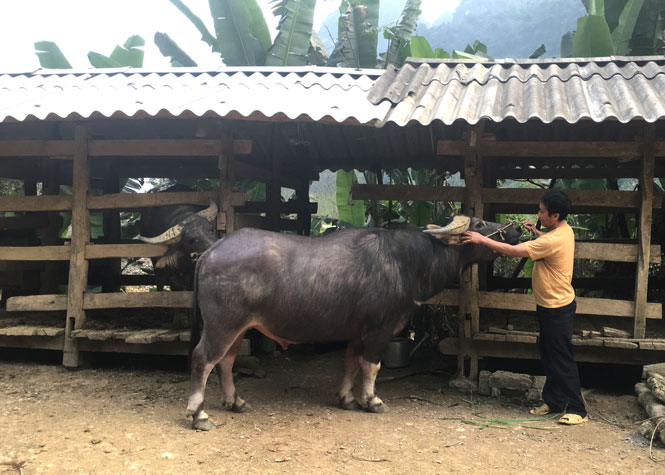  Hiện nay, đàn trâu hơn 10 con của gia đình anh Hoàng Văn Tài, người dân tộc Mông, đang định cư tại xóm Mỏ Chì, xã Cúc Đường (Võ Nhai) đang phát triển tốt, hứa hẹn cho nguồn thu nhập khá.