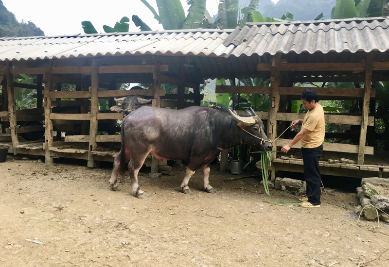  Anh Hoàng Văn Tài luôn tiên phong trong phát triển kinh tế ở địa phương. Ngoài cấy lúa, trồng ngô, gia đình anh còn chăn nuôi trâu thương phẩm mang lại nguồn thu nhập khá ổn định.