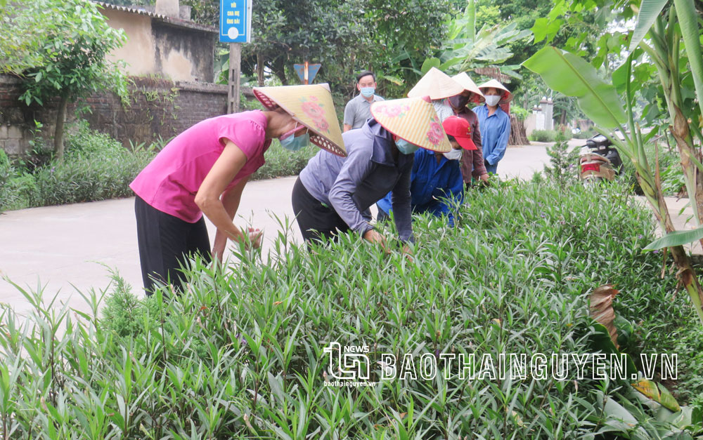  Để có tuyến đường xanh, sạch, đẹp, hằng tuần hội viên Phụ nữ tổ dân phố 10, phường Mỏ Chè (TP. Sông Công), duy trì quét dọn, chăm sóc cây cảnh.