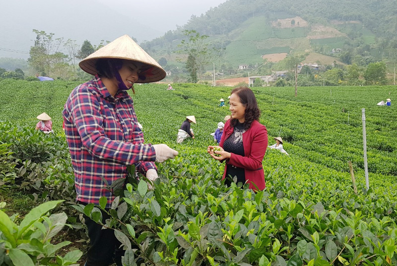  Ngoài diện tích sản xuất trên 40ha, Hợp tác xã chè La Bằng còn bao tiêu sản phẩm cho 80 hộ trồng chè ở địa phương.