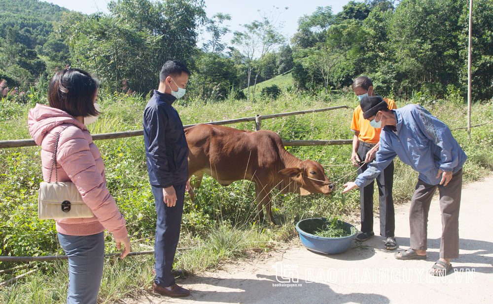  Cán bộ Trung tâm Dịch vụ nông nghiệp huyện Võ Nhai kiểm tra kỹ thuật chăn nuôi bò của người dân tham gia Dự án Hỗ trợ vốn và năng lực nuôi bò sinh sản do tổ chức Allianz Mission tài trợ.