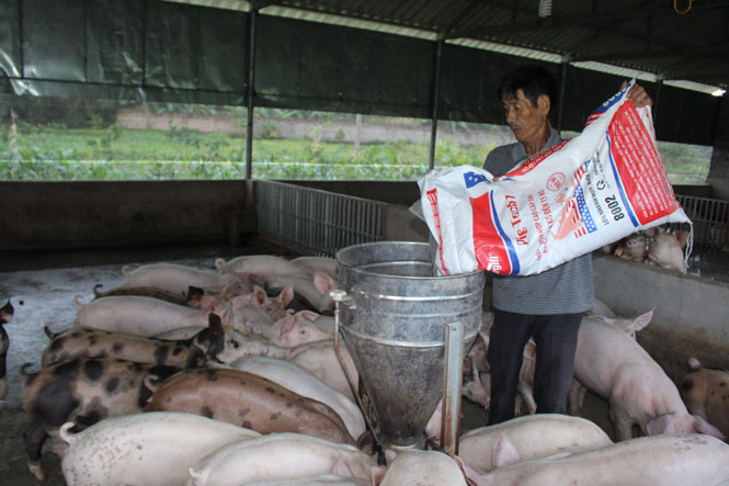  Mô hình V-A-C của ông Tạ Thành Dương, xóm Phú Lâm, xã Kha Sơn cho thu nhập trung bình mỗi năm từ 100-150 triệu đồng.