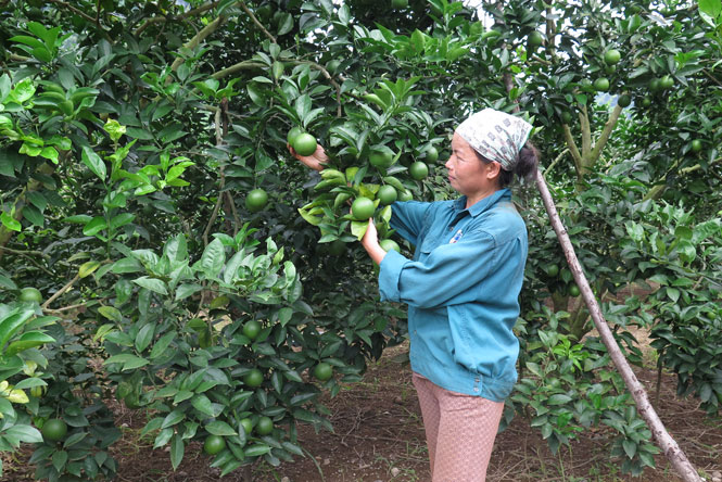  Giống cam Vinh đã được nhiều hộ ở xóm Yên Ngựa, xã Lâu Thượng (Võ Nhai) đưa vào trồng, cho hiệu quả kinh tế cao.