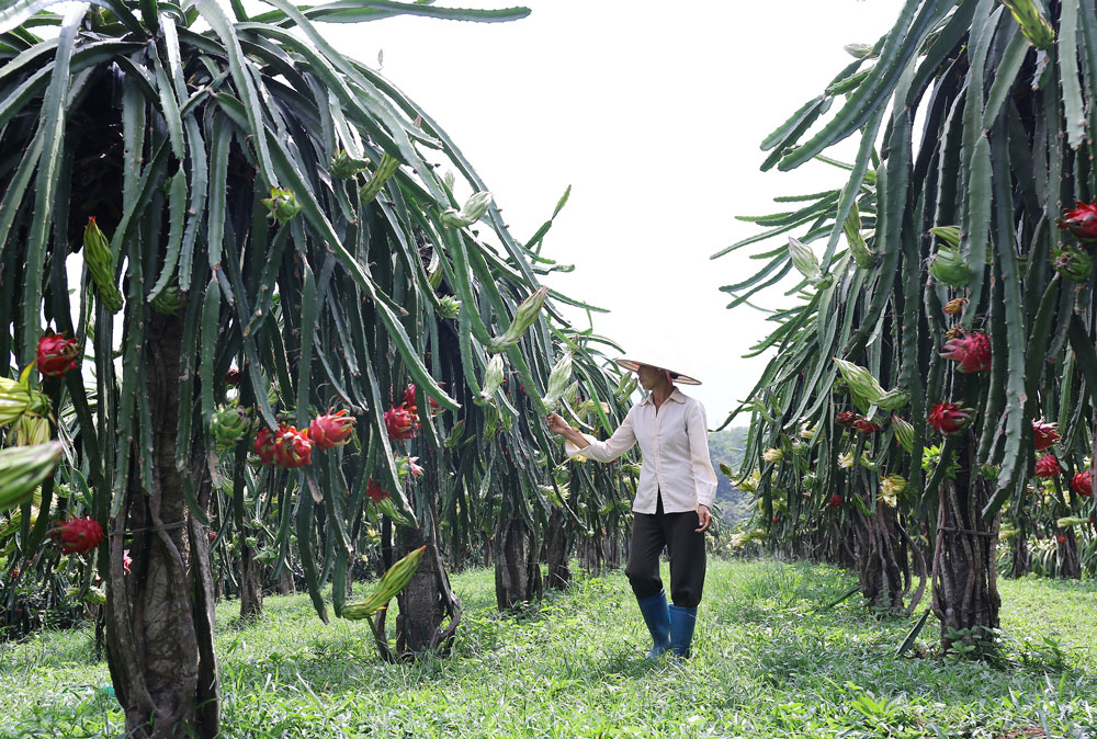  Cây thanh long đang giúp nhiều gia đình ở xóm Hợp Nhất cải thiện đáng kể thu nhập.