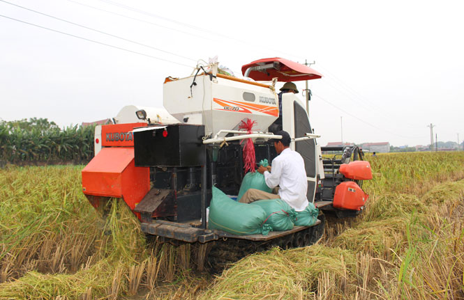   Dự án Xây dựng cánh đồng mẫu lớn ở Phú Bình được kỳ vọng sẽ tạo điều kiện thuận lợi để đưa máy móc công suất lớn vào sản xuất, hướng tới nền nông nghiệp công nghệ cao. Trong ảnh: Thu hoạch lúa nếp Thầu dầu ở xã Úc Kỳ.