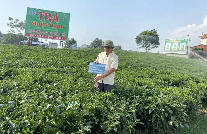  Toàn bộ diện tích chè của gia đình ông Lê Quang Nghìn đã, đang được sản xuất theo quy trình VietGAP.
