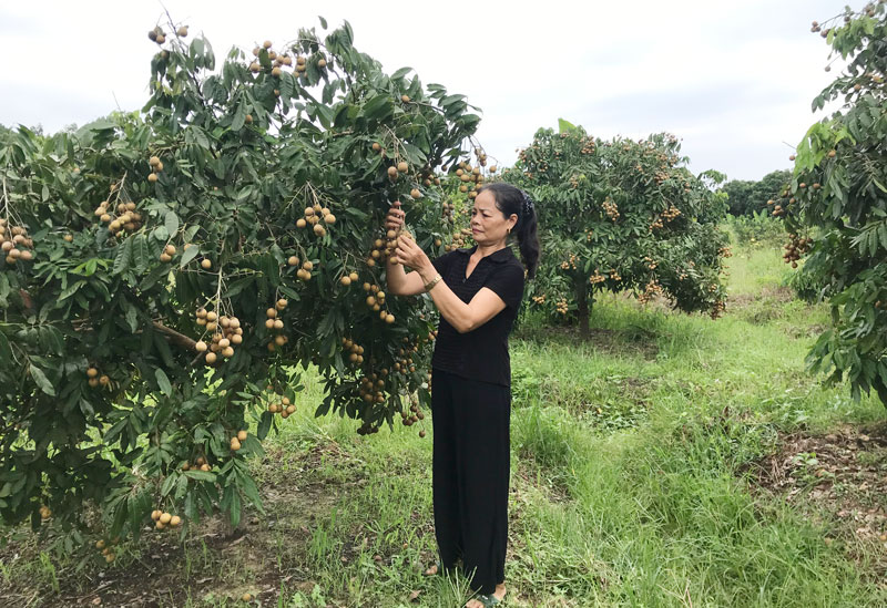  Nhờ được tăng cường lực lượng đảng viên là cán bộ xã về sinh hoạt, Chi bộ Tân Tiến đã lãnh đạo thực hiện tốt việc phát triển kinh tế, nâng cao đời sống người dân.